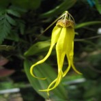 Bulbophyllum thiurum-Flowering Size